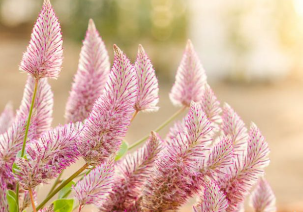 Mulla Mulla Flower Essence Remedy