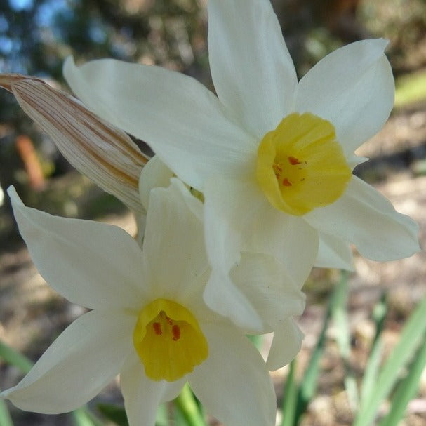 Narcissus Flower Remedy