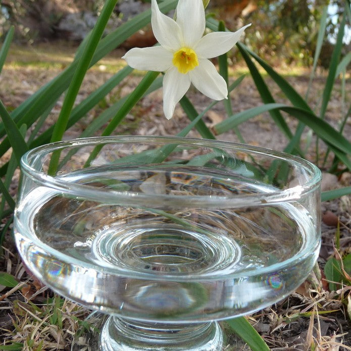 Narcissus Flower Remedy