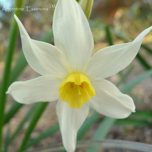 Narcissus Flower Remedy