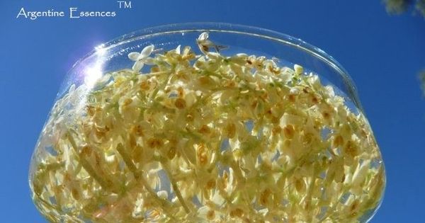 Olive Flower Remedy
