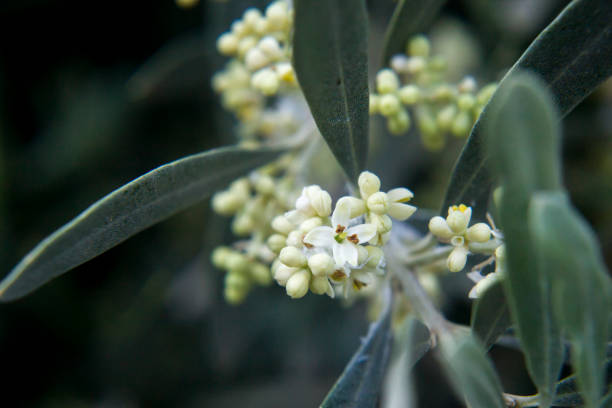 Olive Flower Remedy