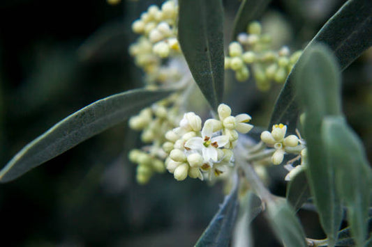 Olive Flower Remedy