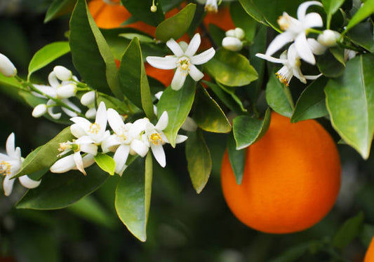 Orange Blossom Flower Essence