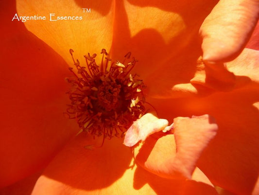 Orange Rose Flower Essence
