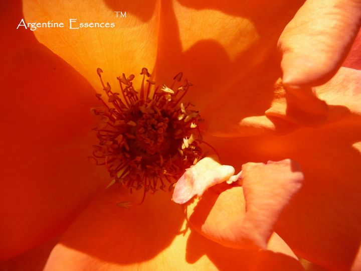 Orange Rose Flower Remedy