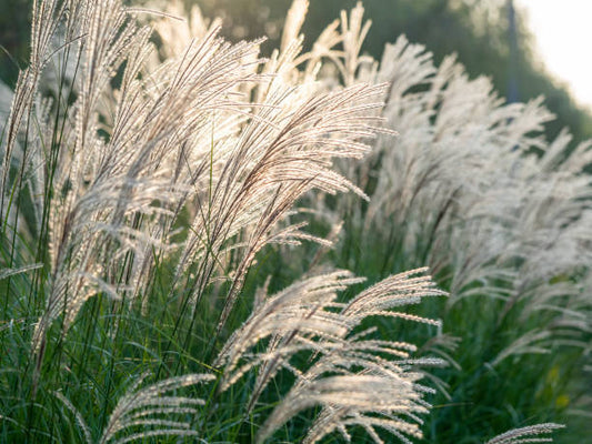 Pampas Grass Flower Essence by Argentine Essences