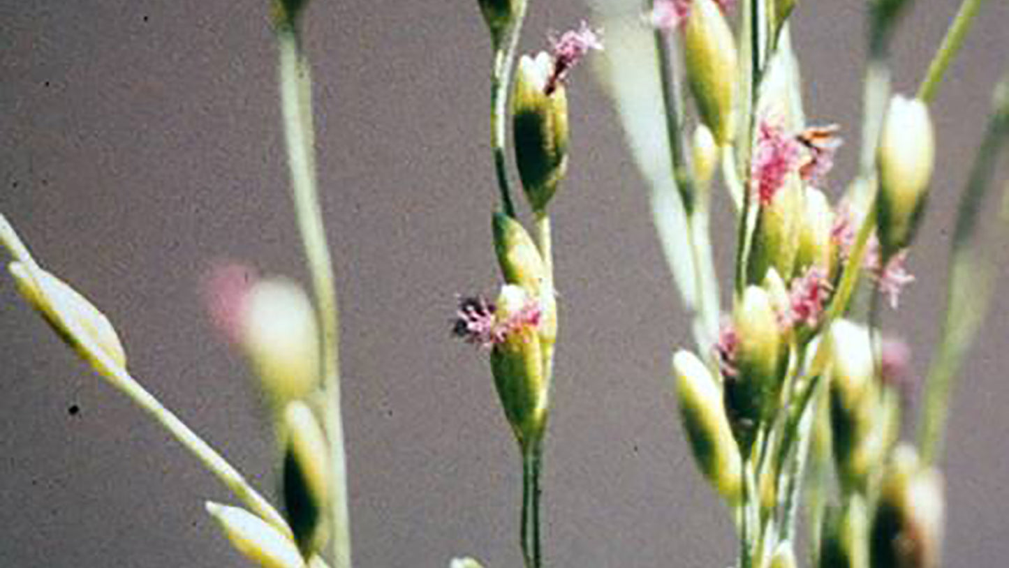 Panicum Flower Remedy