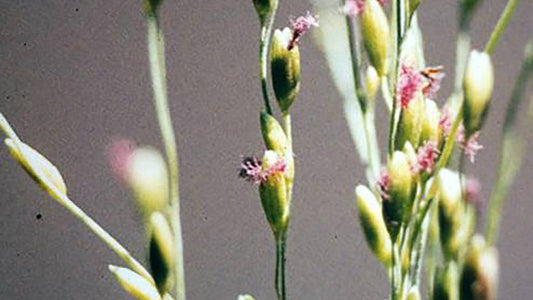 Panicum Flower Remedy