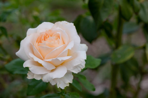 Peace Rose Flower Remedy