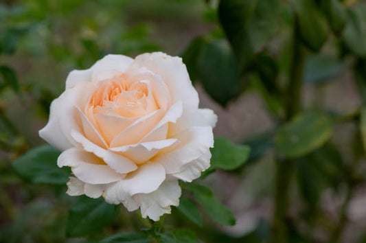 Peace Rose Flower Remedy