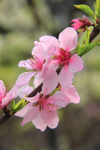 Peach Oleander Flower Remedy