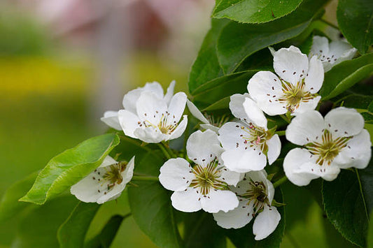 Pear Blossom Flower Essence