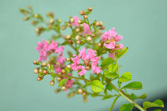 Pink Crepe Myrtle Flower Essence Remedy