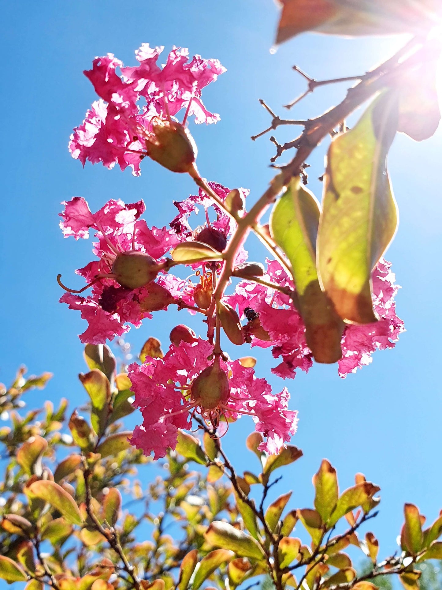 Pink Crepe Myrtle Flower Essence Remedy