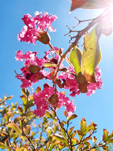 Load image into Gallery viewer, Pink Crepe Myrtle Remedy
