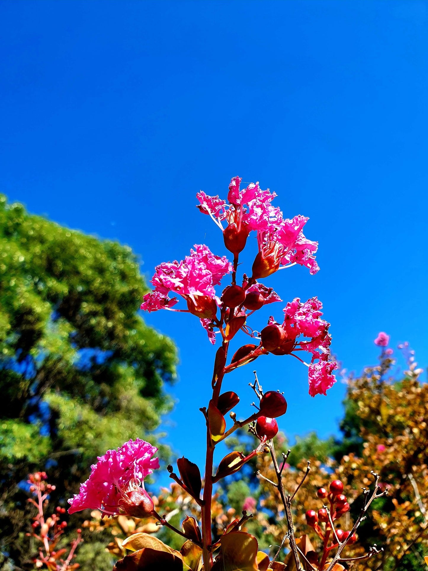 Pink Crepe Myrtle Flower Essence Remedy