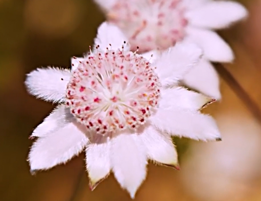 Pink Flannel Flower Remedy