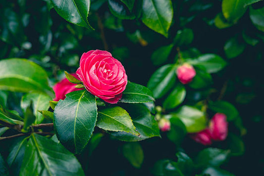 Pink Japonica Flower Essence