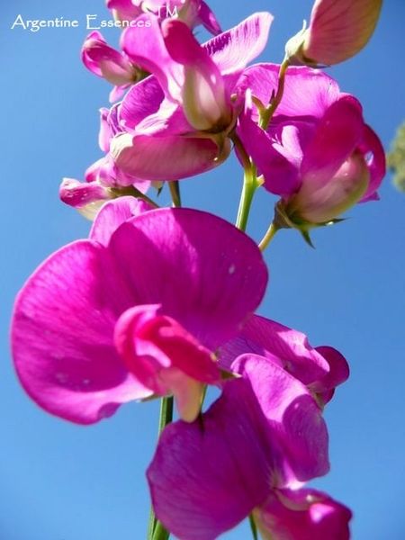 Magenta Pink Sweet Pea Flower Remedy