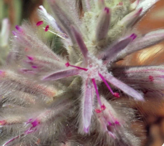 Pink Mulla Mulla Flower Remedy