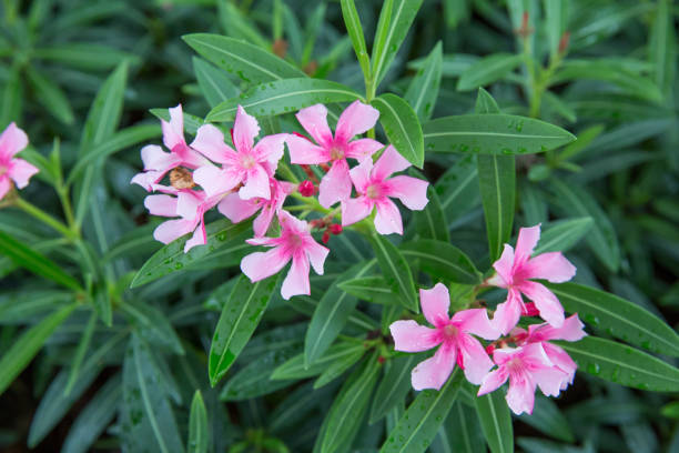 Pink Oleander Flower Remedy