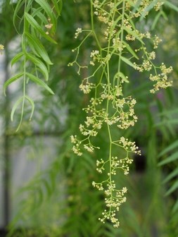Pink Peppercorn  Flower Remedy