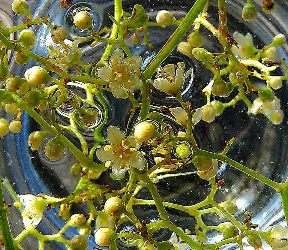 Pink Peppercorn  Flower Remedy