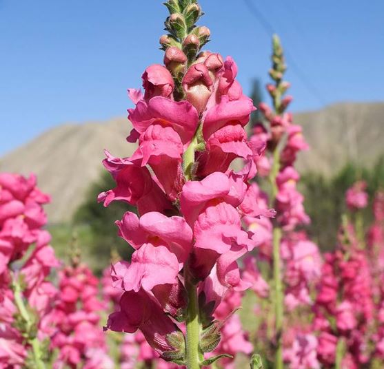 Pink Snapdragon Flower Remedy