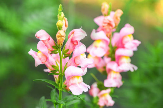Pink Snapdragon Flower Remedy