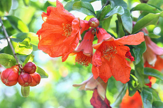 Pomegranate Flower Remedy