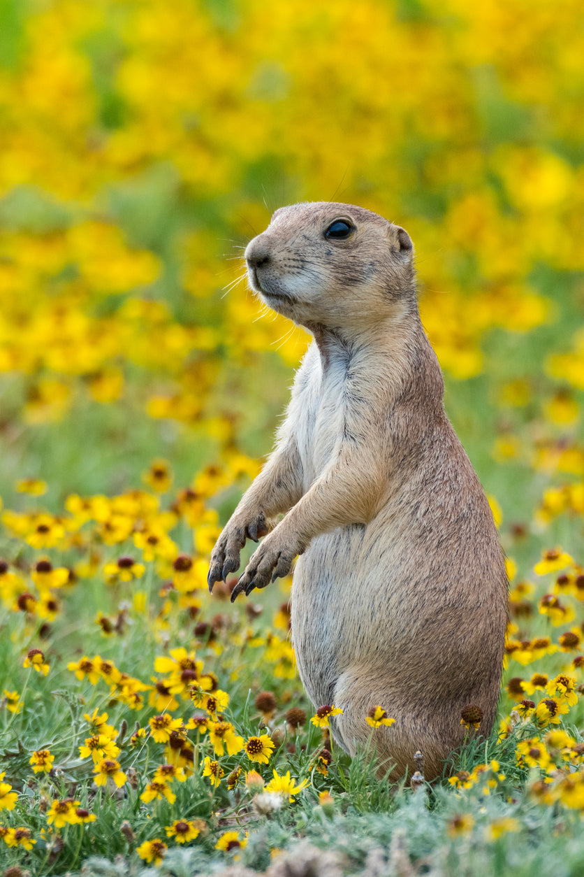 Prairie Dog Animal Essence Remedy | Wild Earth Animal Essences