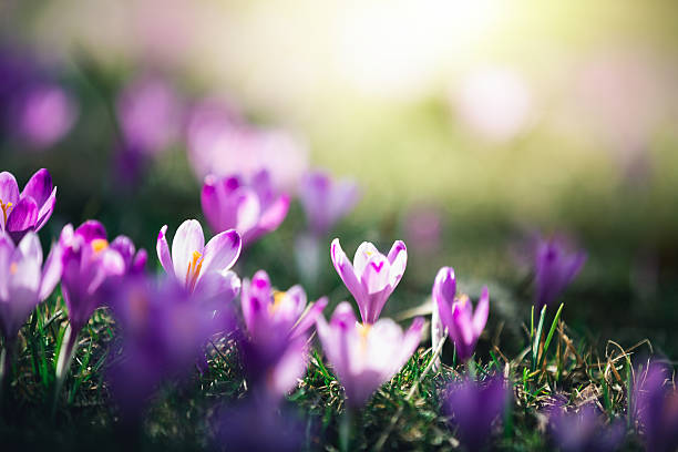 Purple Crocus Flower Essence