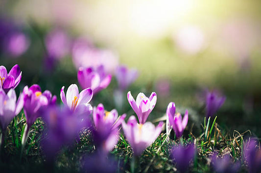 Purple Crocus Flower Essence