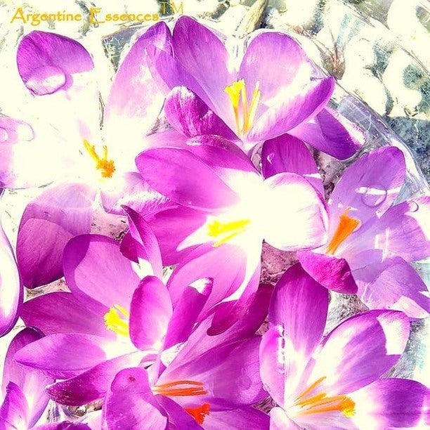 Purple Crocus Flower Remedy