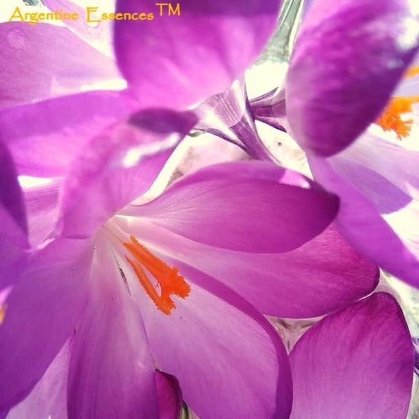 Purple Crocus Flower Remedy