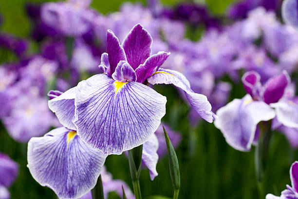 Purple Iris Flower Essence