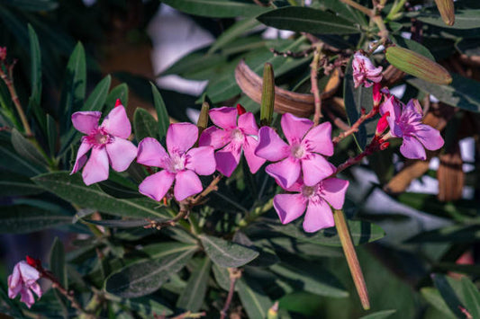 Purple Oleander Flower Essence