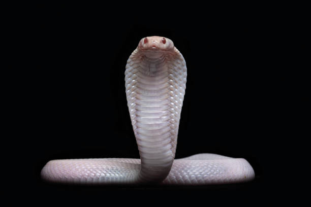 Queen White Cobra Vibrational Essence