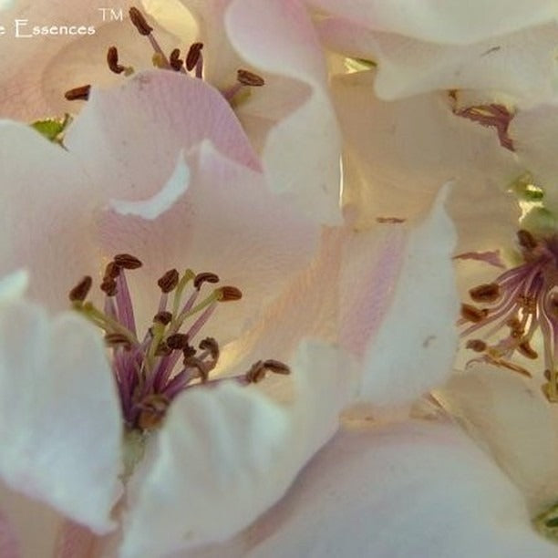 Quince Flower Remedy