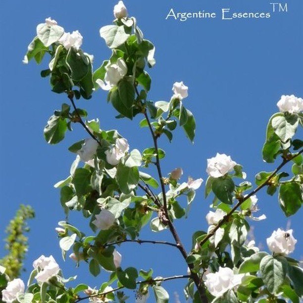 Quince Flower Remedy