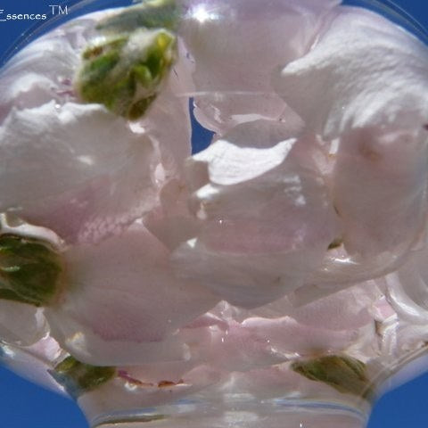 Quince Flower Remedy