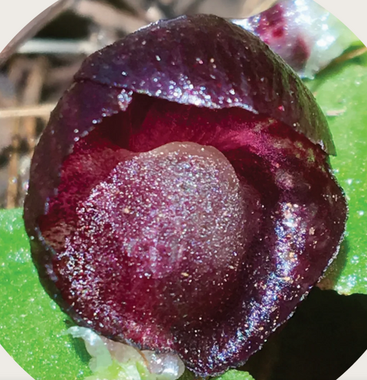 Red Helmet Orchid Essence Flower Remedy