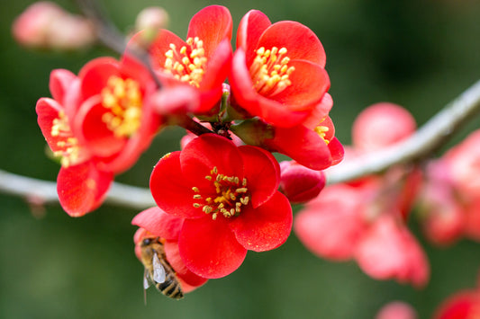 Red Japonica Flower Essence