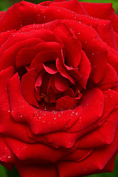 Red Rose Flower Essence