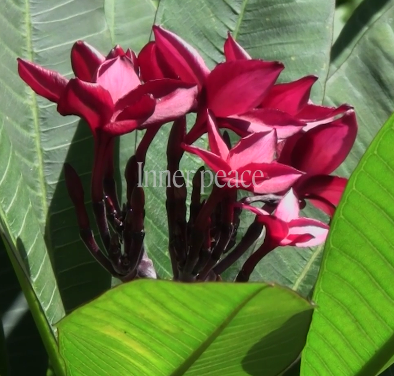 Red Suva Frangipani Flower Remedy
