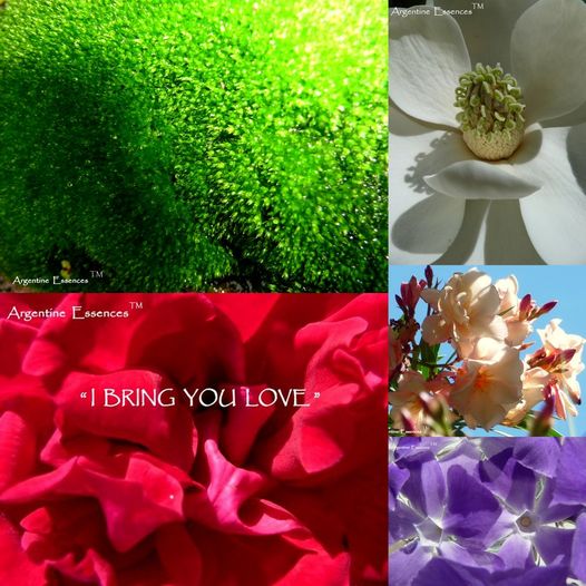 Remember Me Blend Flower Remedy