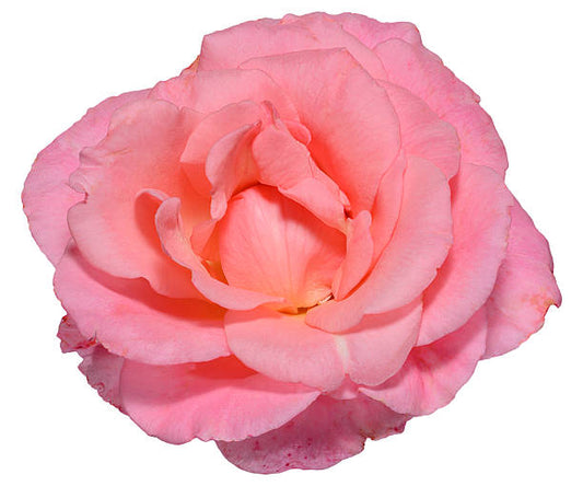 Rich Mousse Pink Rose Flower Remedy | Argentine Essences