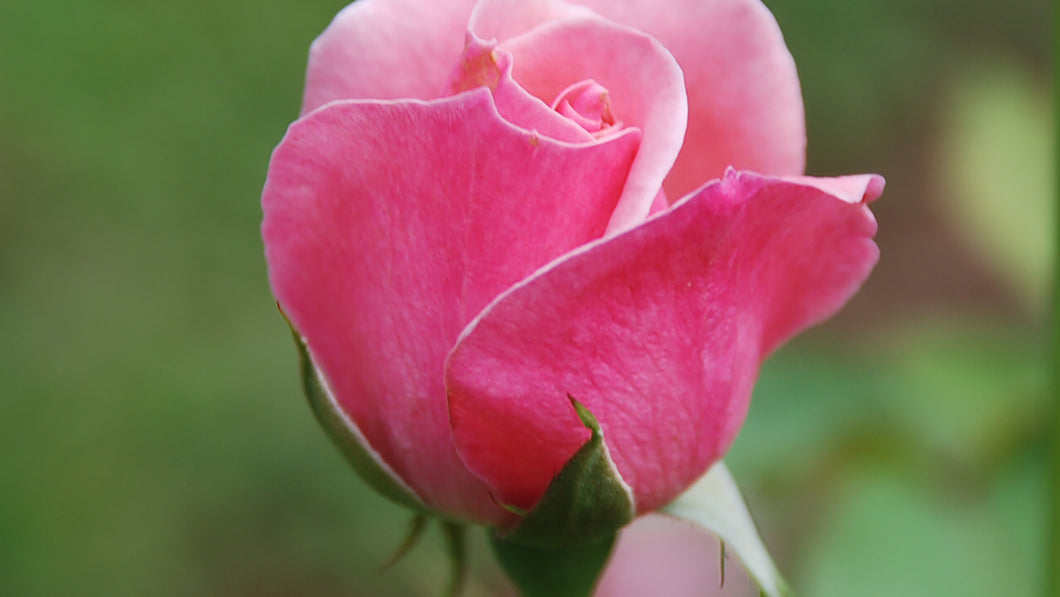 Rosa Rosa Flower Remedy