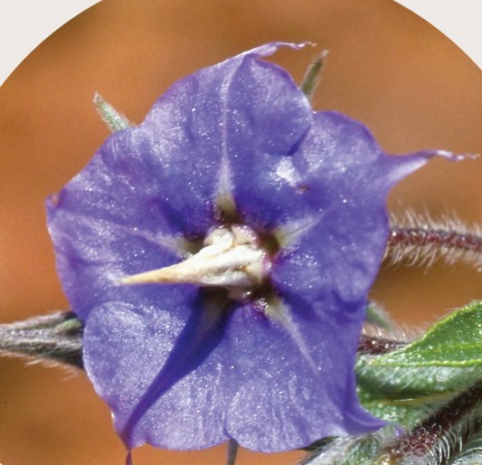 Rough Bluebell Flower Essence Remedy